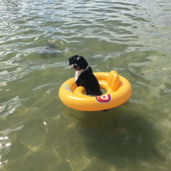 🆕 SwimSafe Double Ring Doggie / Baby Floaty 🐶 - Picture 2 of 7